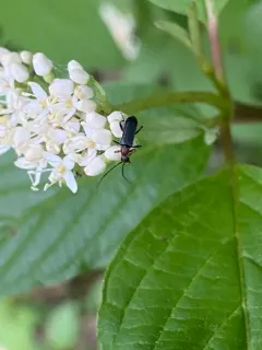 Grammoptera haematites thumbnail 4