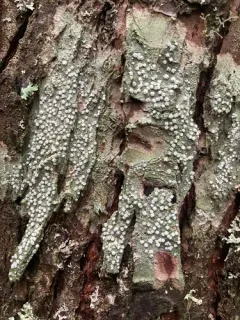 Ragged Wart Lichen thumbnail 3
