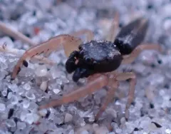 Toothed slender jumping spider thumbnail 3