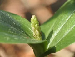 Common Twayblade thumbnail 2