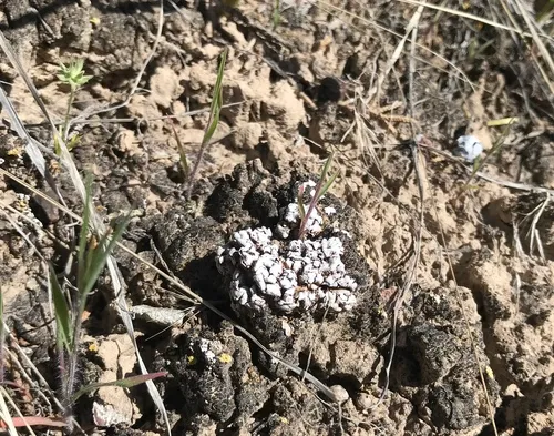 Cerebral Fishscale Lichen