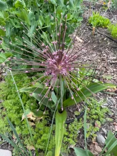 Allium schubertii thumbnail 2