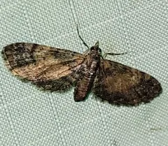 Small Pine Looper Moth thumbnail 2