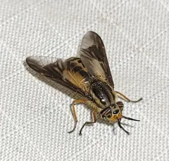 Chrysops indus thumbnail 4