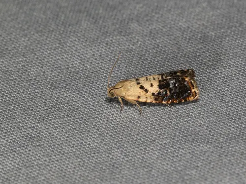 Fletcher's Cydia Moth