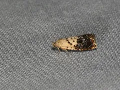 Fletcher's Cydia Moth thumbnail 1