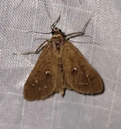 White-spotted Brown thumbnail 4