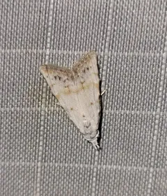 Sorghum Webworm Moth thumbnail 4