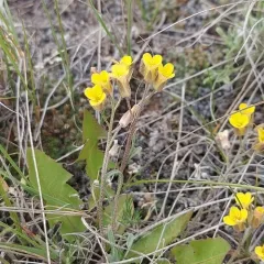 Great Plains Bladderpod thumbnail 3