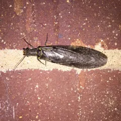 Spring Fishfly thumbnail 2