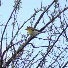 Yellow-throated Vireo thumbnail 3