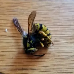 Prairie Yellowjacket thumbnail 2
