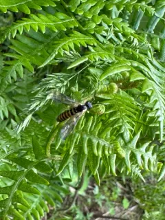 Strongylogaster multicincta thumbnail 4