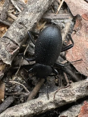 Eleodes manni