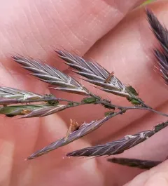 red fescue thumbnail 3