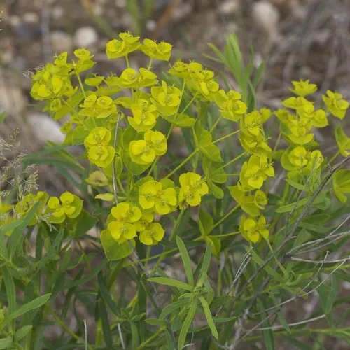 slender leafy spurge