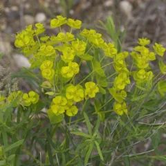 slender leafy spurge thumbnail 1