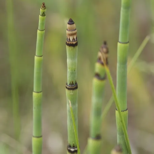 smooth horsetail