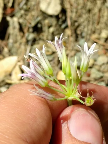 Bolander's onion