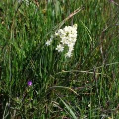 Meadow Deathcamas thumbnail 2