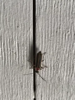 Podabrus appendiculatus thumbnail 4