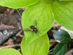 Golden-haired Wood Fly thumbnail 4