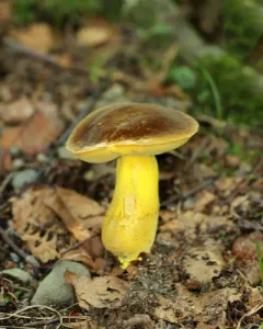 butter-foot bolete thumbnail 2