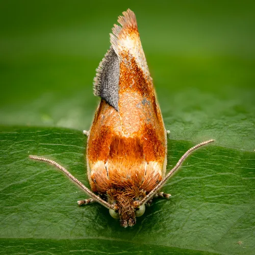 Ferruginous Eulia Moth