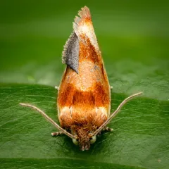 Ferruginous Eulia Moth thumbnail 1