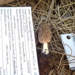 Morchella brunnea thumbnail 3