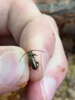 Phymatodes aeneus thumbnail 2