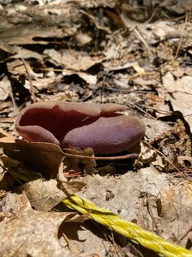 Peziza badiofusca