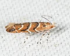 Gregarious Oak Leafminer Moth thumbnail 2