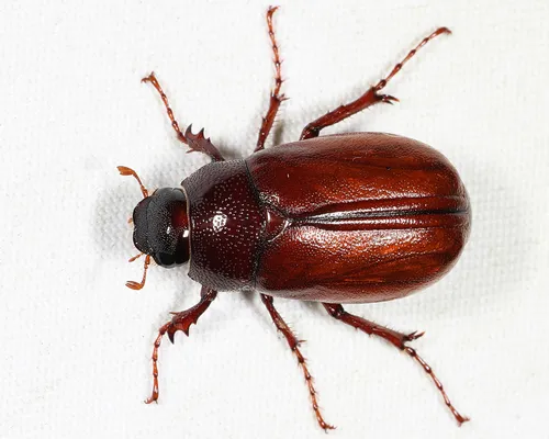 Phyllophaga forsteri