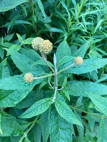 Orange-ball tree