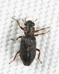 Hydrochus squamifer thumbnail 3