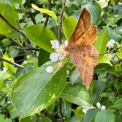 Common Metarranthis Moth thumbnail 3