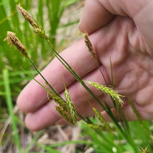 chestnut sedge