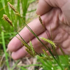 chestnut sedge thumbnail 1