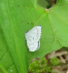 Cherry Gall Azure thumbnail 2