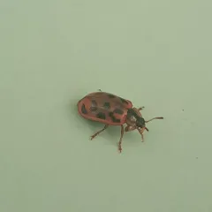 Maine Leaf Beetle thumbnail 2
