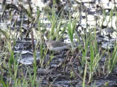 Temminck's Stint thumbnail 3