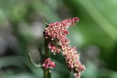 Fringed Amaranth