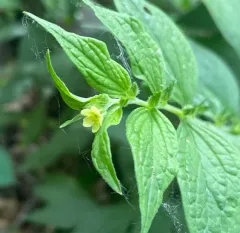 American gromwell thumbnail 3