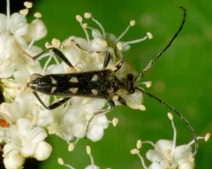 Long-winged Longhorn Beetle thumbnail 2