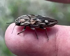 Northeastern Sculptured Pine Borer thumbnail 4