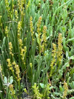 Slender Arrowgrass thumbnail 3