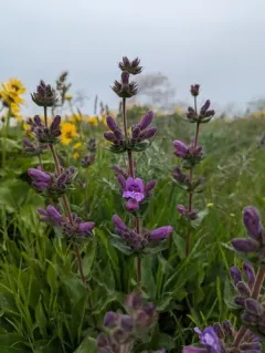 Stickystem Penstemon thumbnail 3