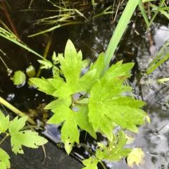 fen crowfoot thumbnail 4