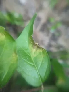 Honeysuckle Leaf Blight thumbnail 2